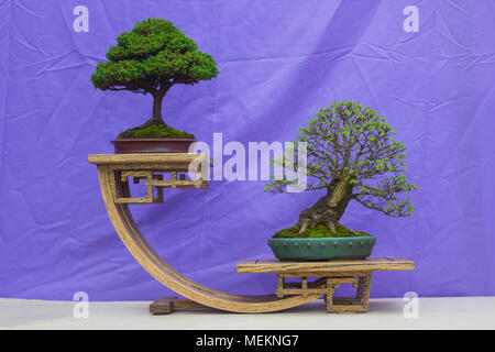 Orme chinois et une combinaison de formation en Bonsai Chamaecyparis en Irlande du Nord et à l'affiche au festival du printemps à Belfast Demesne Barnetts j Banque D'Images