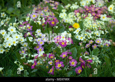 Lit de fleurs de primevère. Banque D'Images