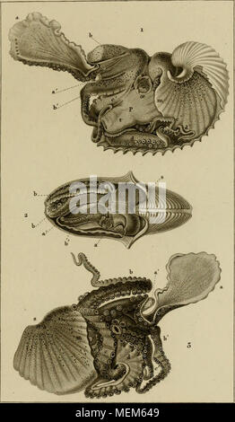 . Dictionnaire des sciences naturelles, dans lequel on traite mÃ©thodiquement des diffÃ©rens Ãªtres de la nature, considÃ©rÃ©s soit en eux-mÃªmes, d'aprÃ¨s l'Ã©tat actuel de nos connoissances, soit relativement Ã l'utilitÃ© qu'en peuvent retirer la mÃ©decine, l'agriculture, le commerce et les artes. Suivi d'une biographie des plus cÃ©lÃ¨bres naturalistes . rOVJ.PK naviÂ"j'¯tlciir:Ã des¯ioions AÃ ./^/-./¯yÃ y.///^^ ? x'./Jans/a. t///t/r/d'un ffi â ¢//ta/ // e4f/^aÃ©- (/ans /'a,rf &Lt ;/^/a r&lt;foxf//sur lÃ¨^ t f/t/avf//"^^ie/aÃ o^^ Ã yan/te 7i.//o/r(/^ t'm/rf/M-E/tr j'^iA"^ou r/^Ã /re v &¬^ t ?l'irf/^/e& Banque D'Images