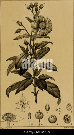 . Dictionnaire des sciences naturelles, dans lequel on traite mÃ©thodiquement des diffÃ©rens Ãªtres de la nature, considÃ©rÃ©s soit en eux-mÃªmes, d'aprÃ¨s l'Ã©tat actuel de nos connoissances, soit relativement Ã l'utilitÃ© qu'en peuvent retirer la mÃ©decine, l'agriculture, le commerce et les artes. Suivi d'une biographie des plus cÃ©lÃ¨bres naturalistes . ¨iuILes Ã iÃ ciste de consonde sviiiplÃ¯ytitoKis. ciste./y"{¬^yÃ"j e^ ce ? Si/t (wv$r* ? Et^^ «^1 j'ouvre ^^m/- sa maÃ¹o'ratifier". 6. iV^^^Ã¹ cfit r tm^ -- 'O&amp ; J'^^^imtÃ fdftj©.^'&amp;f.nai.^^ofSte OramÃ.©.^^tÅeedsmssalvniff Jd-f'fmTDÃ« irlSmh'poia Banque D'Images