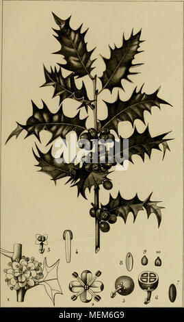 . Dictionnaire des sciences naturelles, dans lequel on traite méthodiquement des différens êtres de la nature, l'authors soit en eux-mêmes, d'après l'état actuel de nos connoissances, soit relativement à l'utilité qu'en retirer, la médecine, l'agriculture, le commerce et les artes. Suivi d'une biographie des plus célèbres naturalistes . C oinxmui^ OV H. Banque D'Images