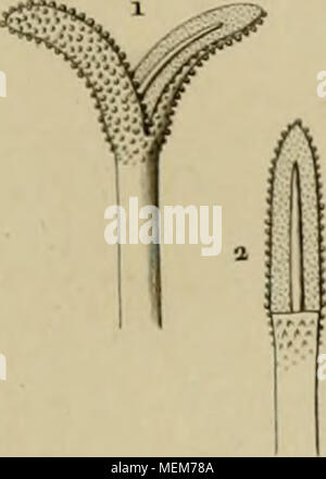 . Dictionnaire des sciences naturelles, dans lequel on traite méthodiquement des différens êtres de la nature, l'authors soit en eux-mêmes, d'après l'état actuel de nos connoissances, soit relativement à l'utilité qu'en retirer, la médecine, l'agriculture, le commerce et les artes. Suivi d'une biographie des plus célèbres naturalistes . Banque D'Images