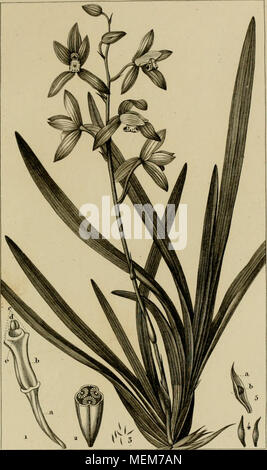 . Dictionnaire des sciences naturelles [ressource électronique] : dans lequel on traite mÃ©thodiquement des diffÃ©rens Ãªtres de la nature, considÃ©rÃ©s soit en eux-mÃªmes, d'aprÃ¨s l'Ã©tat actuel de nos connoissances, soit relativement Ã l'utilitÃ© qu'en peuvent retirer la mÃ©decine, l'agriculture, le commerce et les artes. Suivi d'une biographie des plus cÃ©lÃ¨bres naturalistes . . Banque D'Images