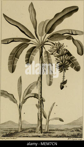 . Dictionnaire des sciences naturelles [ressource électronique] : dans lequel on traite mÃ©thodiquement des diffÃ©rens Ãªtres de la nature, considÃ©rÃ©s soit en eux-mÃªmes, d'aprÃ¨s l'Ã©tat actuel de nos connoissances, soit relativement Ã l'utilitÃ© qu'en peuvent retirer la mÃ©decine, l'agriculture, le commerce et les artes. Suivi d'une biographie des plus cÃ©lÃ¨bres naturalistes . . En gazon finj- . rf ./en-. Figxie bananier. MUSA s apientvmi. (Im .J (5o ^t/ ? Flra/it/ ntrfj &AMP ;.7l&155;yime c/TAN/f Jty&gt;o&amp ; sur conipue coBwosÃ ito/raeon©t/ii// - de jpa&amp;tf, fousciÃ¯dkryue aoune&amp;erjelro Banque D'Images