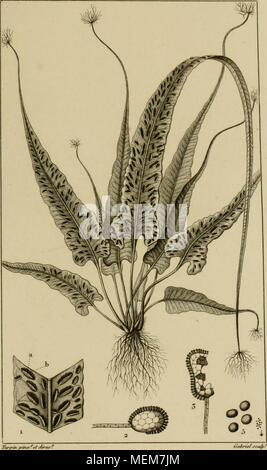 . Dictionnaire des sciences naturelles [ressource électronique] : dans lequel on traite mÃ©thodiquement des diffÃ©rens Ãªtres de la nature, considÃ©rÃ©s soit en eux-mÃªmes, d'aprÃ¨s l'Ã©tat actuel de nos connoissances, soit relativement Ã l'utilitÃ© qu'en peuvent retirer la mÃ©decine, l'agriculture, le commerce et les artes. Suivi d'une biographie des plus cÃ©lÃ¨bres naturalistes . . BORABILLE radioante. ASPLENIIM rliizoplivfliim. /^^.y a J^/fi6rane eift"^l^"ofi/^^^ieJ/mtA rÃ"^&lt ;/ean/^/eÃ©'r4^^ ?/ su i. une V^.r//^^r/o Ãr.5.za/t mÃªme et-AÃ wnar contrat-fy'etauanf ancÃª,oTi /au {/'Aar.r, un coroj^ / Banque D'Images