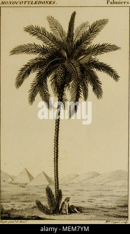 . Dictionnaire des sciences naturelles [ressource électronique] : dans lequel on traite méthodiquement des différens êtres de la nature, l'authors soit en eux-mêmes, d'après l'état actuel de nos connoissances, soit relativement à l'utilité qu'en retirer, la médecine, l'agriculture, le commerce et les artes. Suivi d'une biographie des plus célèbres naturalistes . . DATTIER commun. Jacnlifera PHOENIX./^ ;,y Banque D'Images