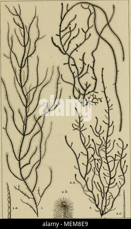 . Dictionnaire des sciences naturelles [ressource électronique] : dans lequel on traite mÃ©thodiquement des diffÃ©rens Ãªtres de la nature, considÃ©rÃ©s soit en eux-mÃªmes, d'aprÃ¨s l'Ã©tat actuel de nos connoissances, soit relativement Ã l'utilitÃ© qu'en peuvent retirer la mÃ©decine, l'agriculture, le commerce et les artes. Suivi d'une biographie des plus cÃ©lÃ¨bres naturalistes . . 1. J'I/l'ERG-VOR viridis . /BÂ"r,/.JfyrMu/.naf.Ji.a. Jiamule^.vÃ©/icu/rteei j'roj'' 2 . THOREA V ?a0 %^^j&amp ;./)&gt;ory.jfyrayi rulfj^.â un &amp;â Couleur ^tte pre/u/ ce vÃ©^Ã©/a/ &Lt ;/&lt;7/ij- Jejfst caAon /un'iti . Banque D'Images