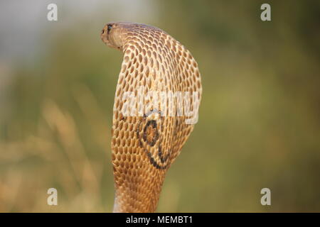 Spectacle indien cobra dans sa position agressive Banque D'Images