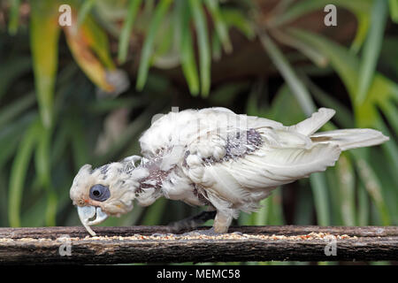 Peu de Corella, Cacatua sanguinea, avec un cas de bec et plumes de psittacidés, maladie PBFD, ou grippe circovirus, montrant la perte de plumes, Banque D'Images