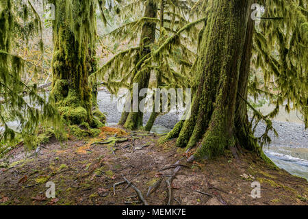 Ancienne forêt pluviale, Cathedral Grove, MacMillan Provincial Park, British Columbia, Canada Banque D'Images