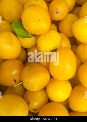 Une abondance de prunes bio jaune d'être récoltées avant que le coup d'une seule feuille Banque D'Images