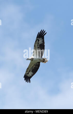 L'aigle de mer à ventre blanc (Haliaeetus leucogaster), également connu sous le nom de l'aigle de mer à poitrine blanche, est un grand oiseau de proie diurne Banque D'Images