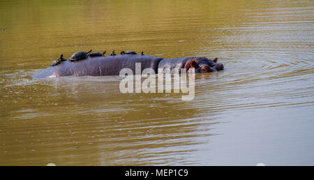 Terrapins prendre un tour sur le dos d'un grand hippopotame dans le désert africain de droit with copy space Banque D'Images