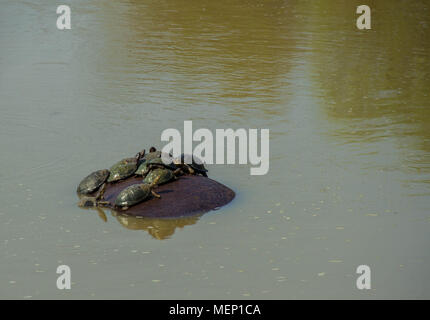 Terrapins prendre un tour sur le dos d'un grand hippopotame dans le désert africain de droit with copy space Banque D'Images