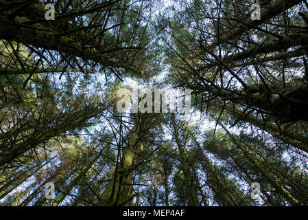 Vue vers la forêt de pins de l'auvent. Banque D'Images