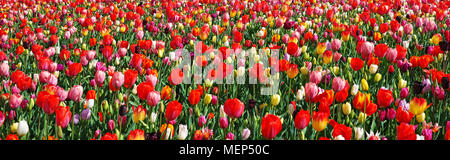 Beau paysage de fleurs de fleurs multicolores. Paysage de plein air au printemps, vue panoramique. Panorama de tulipes colorées. Lit de fleur en parc, Nethe Banque D'Images