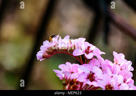 Une abeille à la recherche de nectar dans une grappe de fleurs de printemps. Banque D'Images