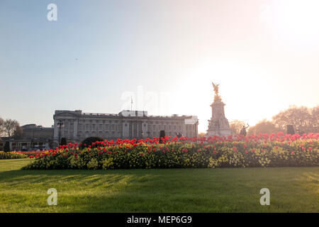 Le palais de Buckingham au crépuscule au printemps avec des fleurs rouge vif pour la réunion des chefs de gouvernement du Commonwealth en avril 2018 Banque D'Images
