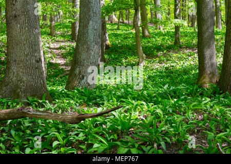L'ail sauvage forêt Banque D'Images