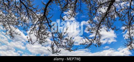 Branches d'un abricot en fleurs sur fond de ciel bleu avec des nuages Banque D'Images