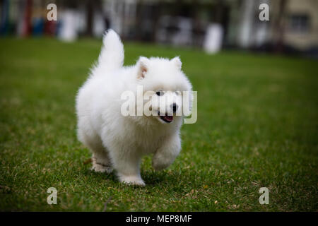 Chien Chiot Samoyède blanc Banque D'Images