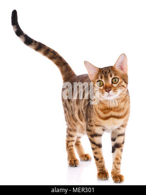 Bengal Cat pur-sang sur un fond blanc. Chat de race. Banque D'Images