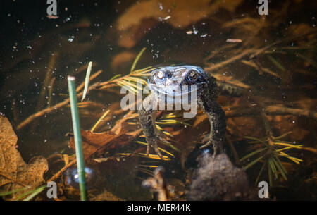 Grenouille Rousse - Rana temporaria Banque D'Images