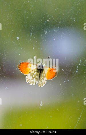 Une pointe d'orange mâle Anthocharis cardamines (papillon) est assis sur une vieille fenêtre en verre. Banque D'Images