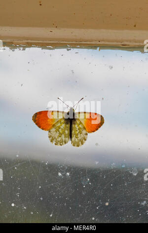 Une pointe d'orange mâle Anthocharis cardamines (papillon) est assis sur une vieille fenêtre en verre. Banque D'Images