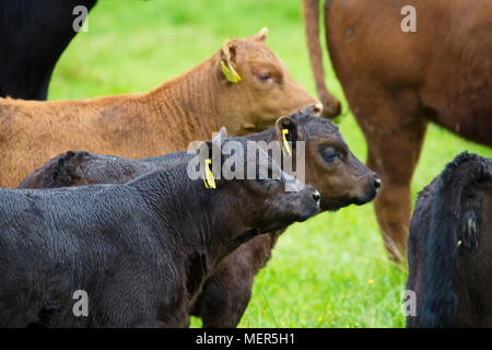 Brown les vaches et les veaux sur une prairie en été Banque D'Images