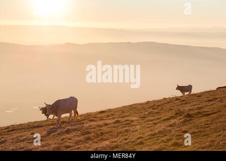 Le pâturage des vaches au sommet d'une montagne au coucher du soleil, avec du brouillard couvrant la vallée en dessous Banque D'Images