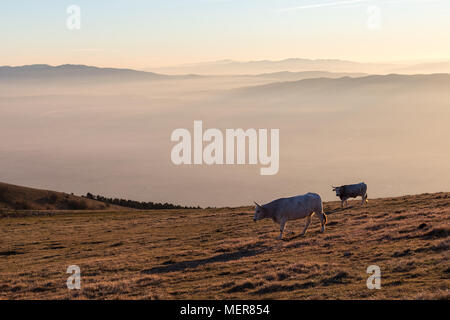 Le pâturage des vaches au sommet d'une montagne au coucher du soleil, avec du brouillard couvrant la vallée en dessous Banque D'Images