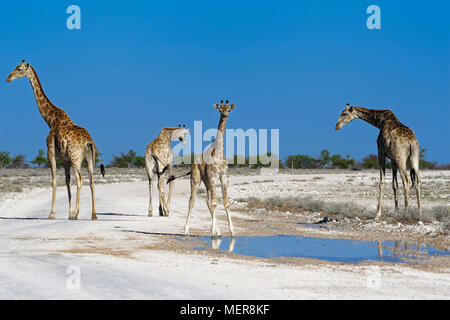 Namibian girafes (Giraffa camelopardalis angolensis), troupeau réunis autour d'une flaque d'eau de pluie, Etosha National Park, Namibie, Afrique Banque D'Images