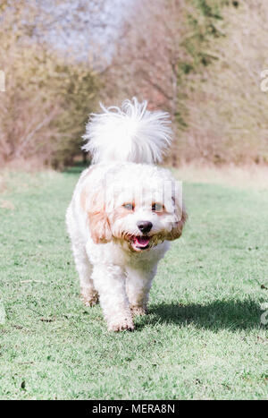 Cavachon blanc chien dehors en promenade dans la campagne Banque D'Images