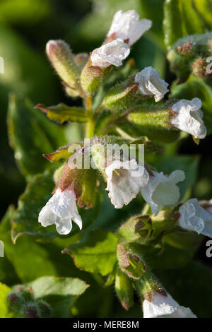 'White Wings', herbe, Fläcklungört (Pulmonaria officinalis) Banque D'Images