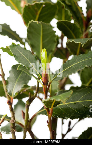 Lager, laurier (Laurus nobilis) Banque D'Images