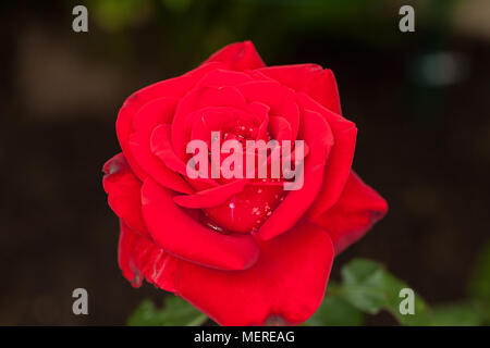 'Carl Philip' Floribunda Rose, Floribundaros (Rosa) Banque D'Images