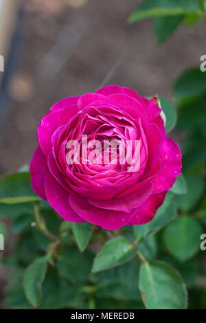 "Heidi Klum' Floribunda Rose, Floribundaros (Rosa) Banque D'Images