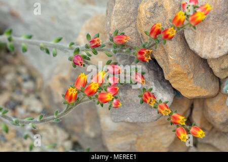 Pétard, Mexicain (Dunecheveria Echeveria setosa) Banque D'Images