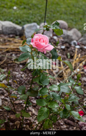 'Queen Elizabeth' grandiflora grandiflora rose, ros (Rosa) Banque D'Images