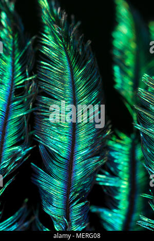 Close up image de la structure des plumes et les couleurs dans les plumes de la queue d'un paon indien domestiqués Pavo cristatus. Lancashire England UK GO Banque D'Images