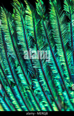 Close up image de la structure des plumes et les couleurs dans les plumes de la queue d'un paon indien domestiqués Pavo cristatus. Lancashire England UK GO Banque D'Images