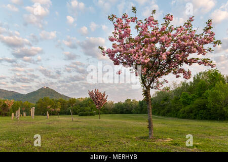 Les cerisiers en fleurs dans le parc japonais (Kirschenhain Donauinsel Vienne Autriche) sur un matin ensoleillé au printemps Banque D'Images