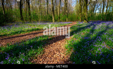 La lumière de l'après-midi sur bluebells à l'ombre des arbres dans la région de Micheldever Woods, Hampshire, Royaume-Uni Banque D'Images