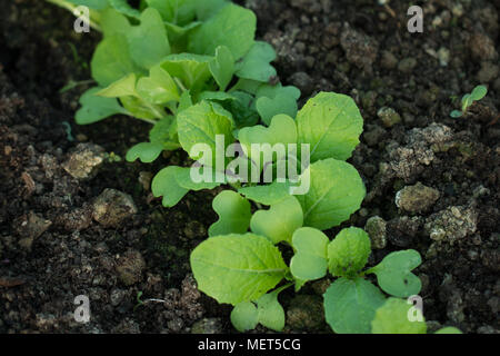 Les semis de salades en sol fertile Banque D'Images