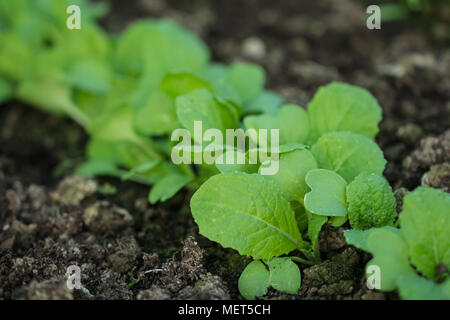 Les semis de salades en sol fertile Banque D'Images