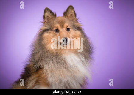 Portrait d'un Shetland Sheepdog looking at camera sur fond violet Banque D'Images