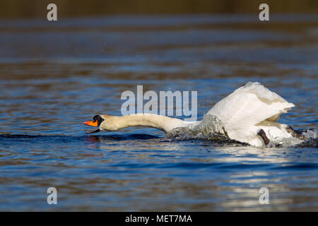 Mute swan (Cygnus olor) défendre son territoire dans la réserve naturelle du Moenchbruch près de Francfort, Allemagne. Banque D'Images