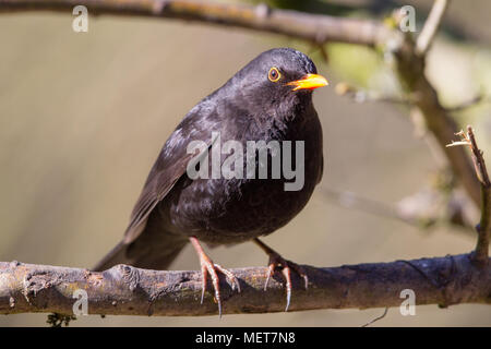 Blackbird européenne (Turdus merula) dans la réserve naturelle du Moenchbruch près de Francfort, Allemagne. Banque D'Images