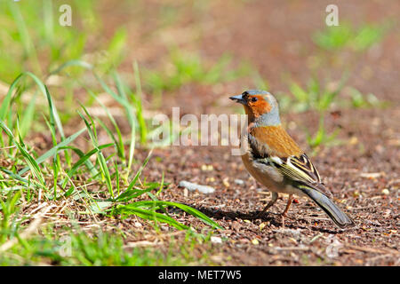 Common Chaffinch (Fringilla coelebs) assis sur le sol dans la réserve naturelle du Moenchbruch près de Francfort, Allemagne. Banque D'Images